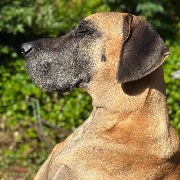 Golden Goose sneakers - Picture 16 of 16